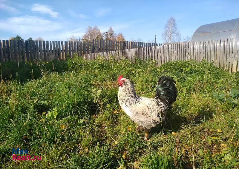 купить частный дом Кунгур деревня Берёзово