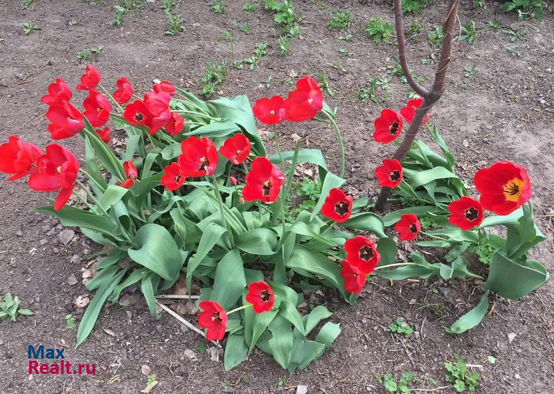 Рубцовск Село Половикина продажа частного дома